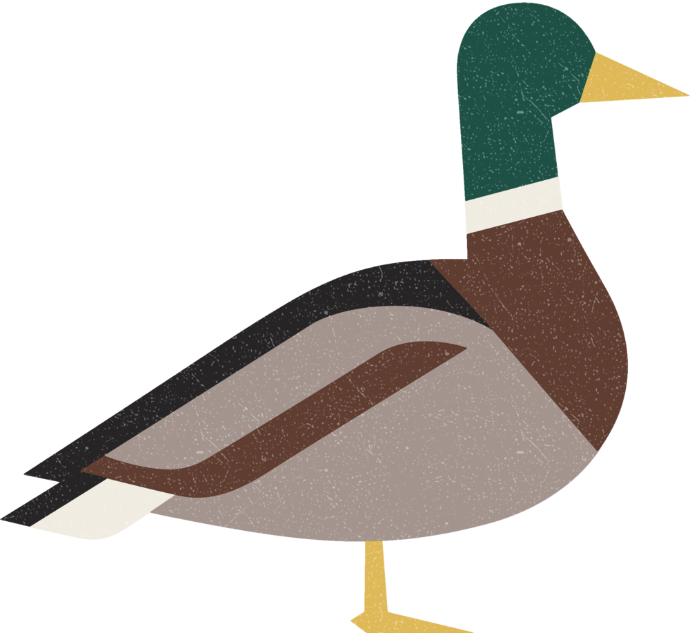 Mallard (1000x917), Png Download