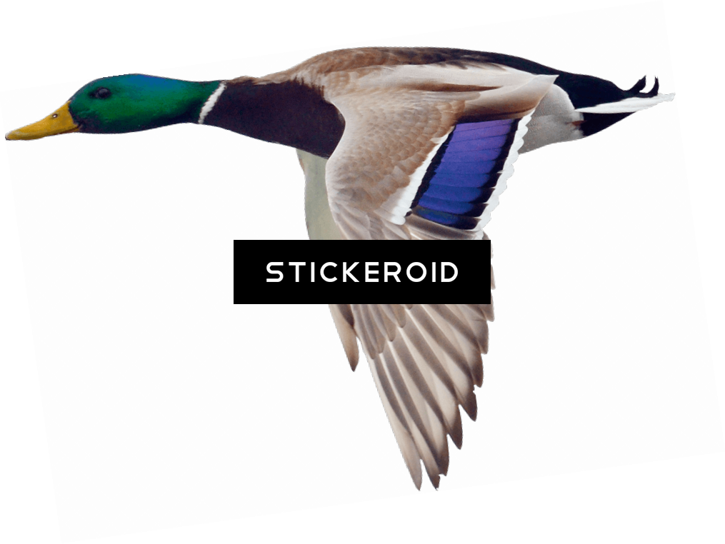 Mallard Hd Birds - Mallard (1015x762), Png Download