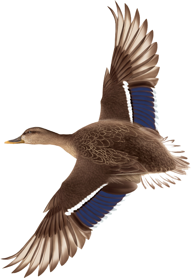 Mallard Drawing Png Transparent - Mallard Png (706x1024), Png Download
