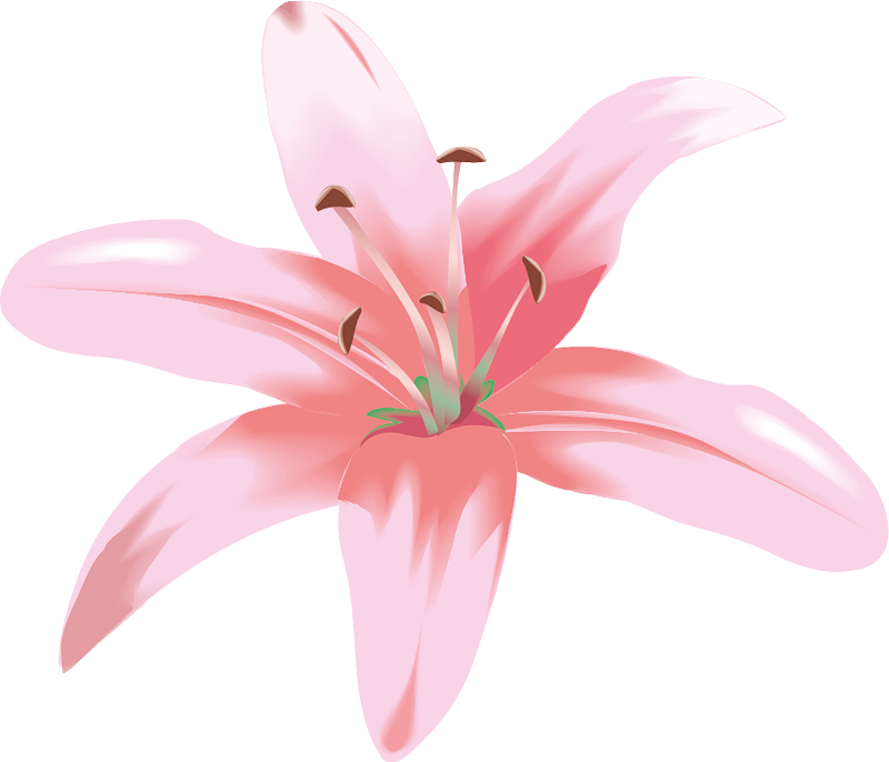 Thumb Image - Lily Flower Vector Png (800x686), Png Download