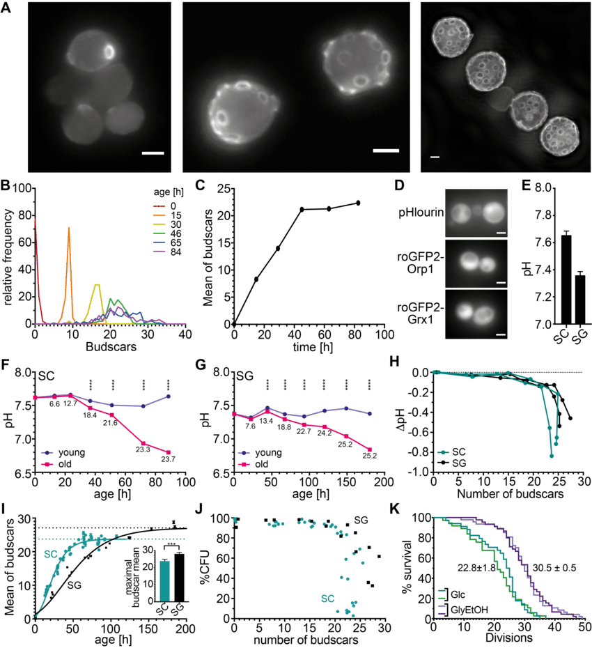 The Cytosolic Ph Decreases In Aging Yeast Cells - Cell (850x930), Png Download