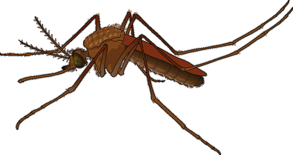 I Tried E-bug Repellent And It Came Back To Bite Me - Mosquito Png (960x510), Png Download