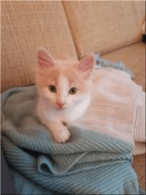 Photo Of Dorito - Khao Manee (638x638), Png Download