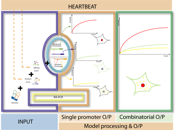 Interaction Of The Four Layers Or Our Heartbeat Fuzzy - Diagram (600x443), Png Download