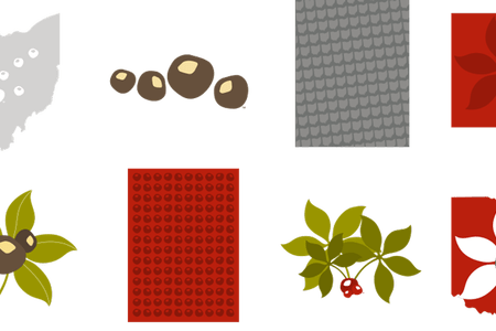 Ohio State Buckeye Leaf - Ohio Buckeye (450x300), Png Download