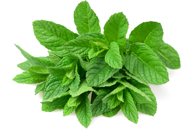 Pepermint Png - Bueno Para El Dolor (666x443), Png Download