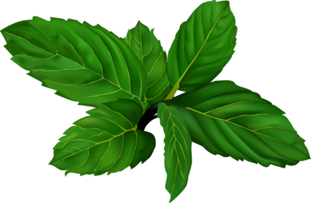 Herbs Clipart Mint Leaves - Mint Leaves Clipart Png (640x419), Png Download