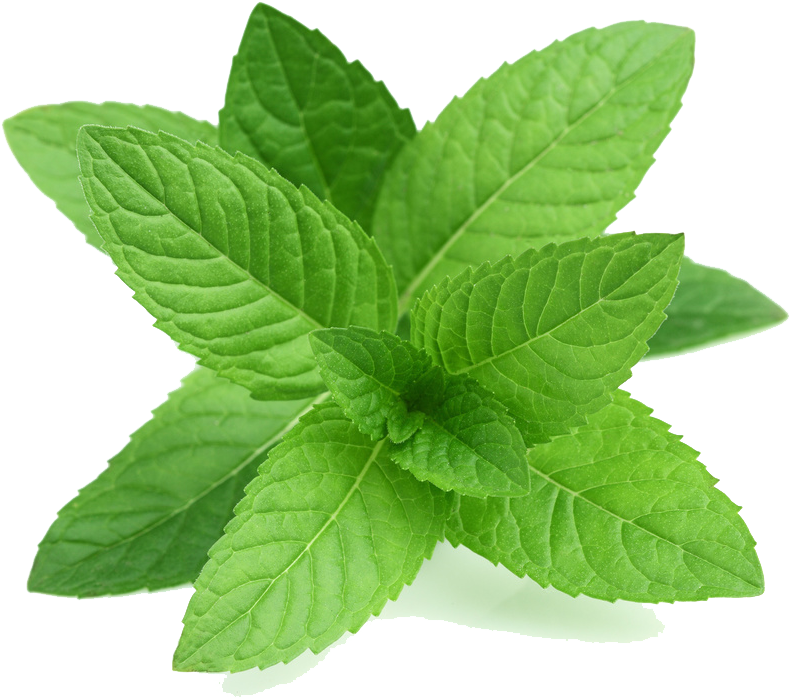 Mint Png Transparent Picture - Perennial Herb Mint Seeds (1000x800), Png Download