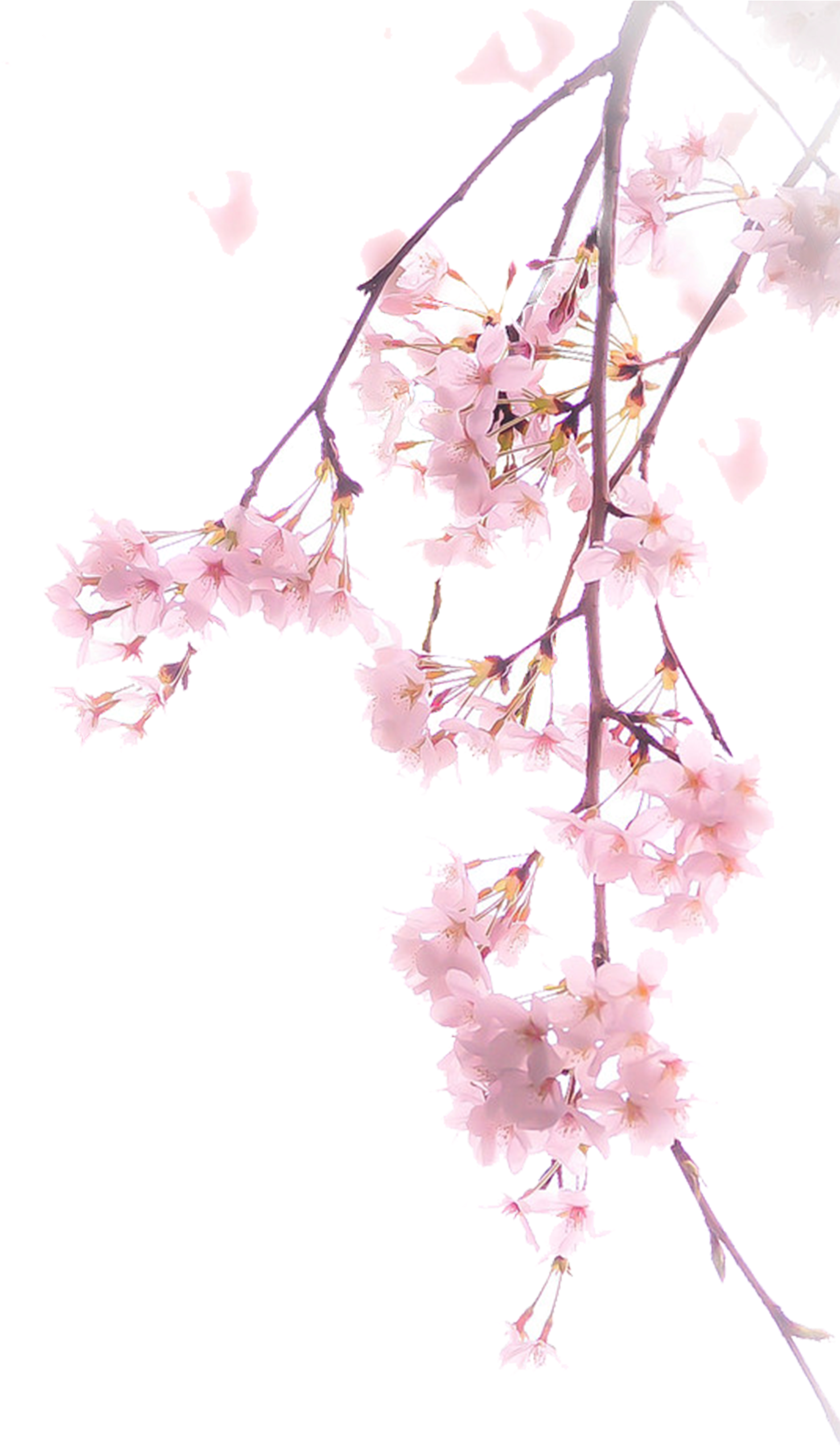 Download Illustration A Transprent - Pink Cherry Blossom Png (1629x2728), Png Download