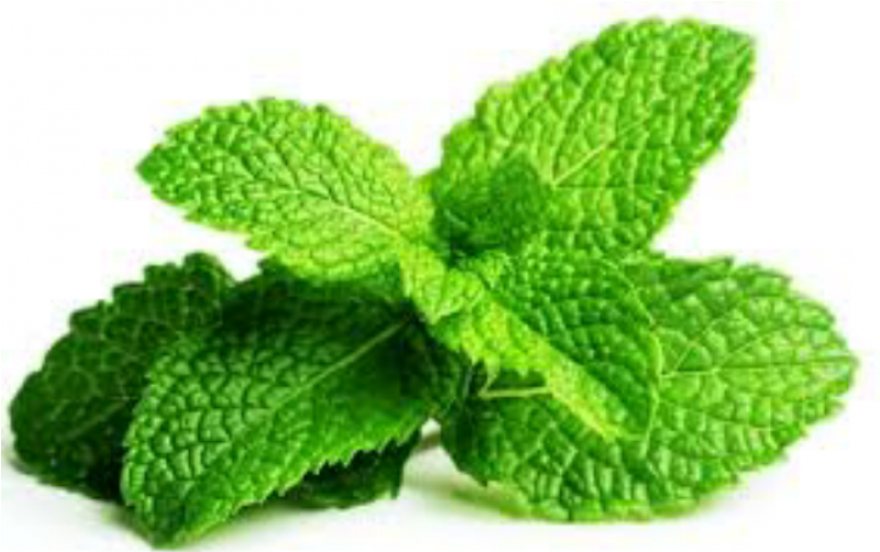 Mint Png File Download Free - Fresh Spearmint (800x800), Png Download