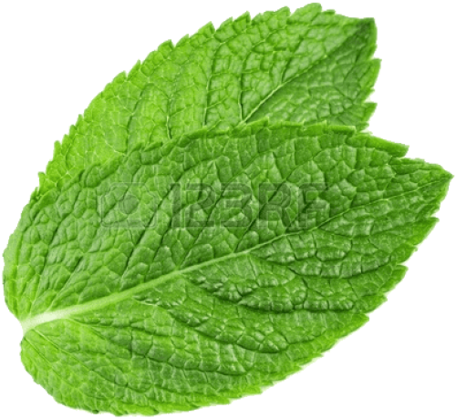 Mint Leaf Png (674x533), Png Download