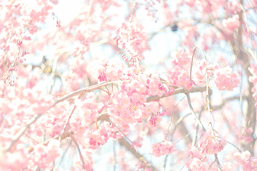 Cherry Blossom Japan Pastel Pink Sakura Tree Pastel Pink Cherry Blossom Full Size Png Download Seekpng