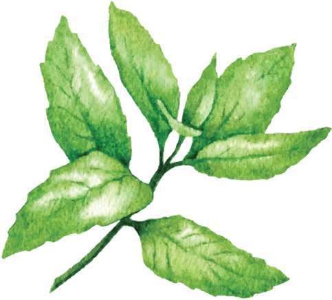 Peppermint Png Photo - Peppermint Png (500x463), Png Download