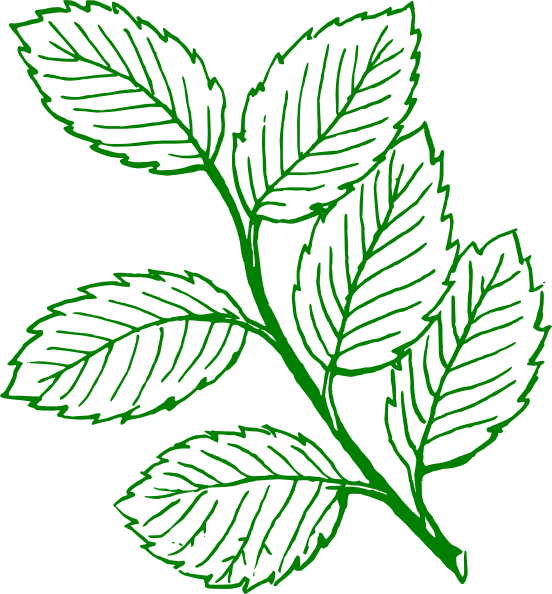 How To Set Use Green Outlined Mint Leaves Clipart (552x594), Png Download