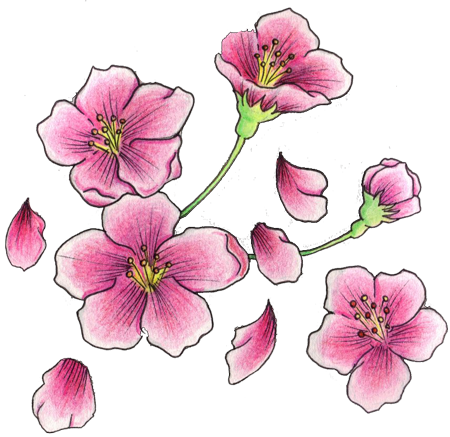 Cherry Blossom Flower Tattoo Design Photo - Cherry Blossom Flowers Tattoo (450x437), Png Download
