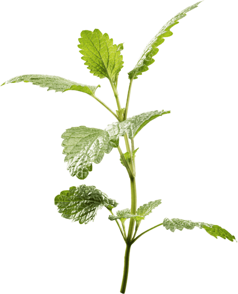 Melissa Officinalis - Herb Plant Png (485x600), Png Download