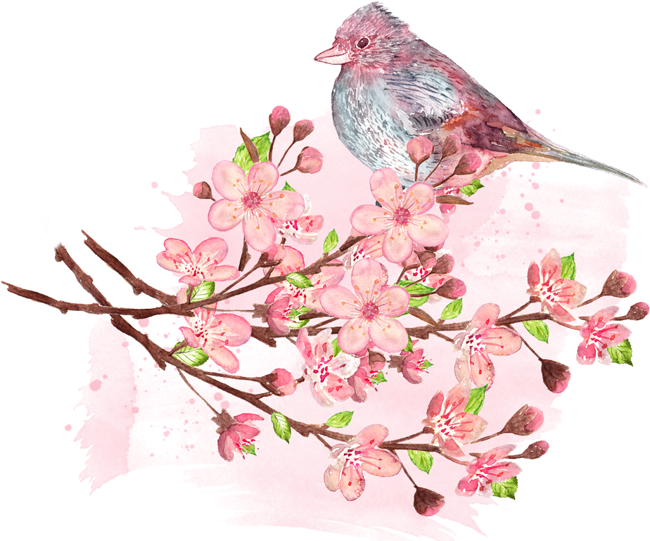 Tips For Cherry Blossom Viewing - Bird (1000x789), Png Download