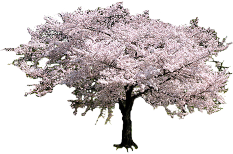 Sakura Tree (1024x768), Png Download