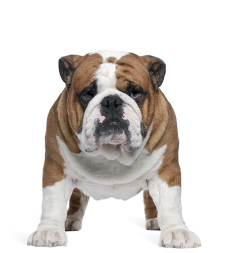 Dog Transparent Bulldog - Bulldog Front (500x500), Png Download