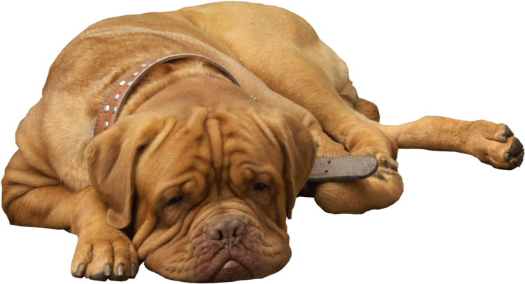 English Bulldog Png Clip Art - Png Bull Dog (786x433), Png Download