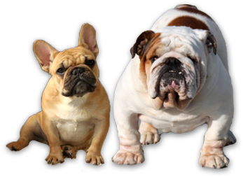 Champion Show Bulldog Banner - English Bulldog Standard Breed (640x259), Png Download