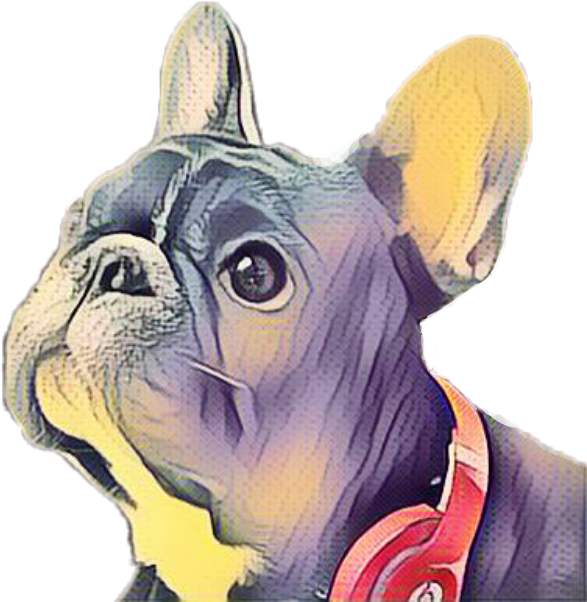 Dog Bulldog Frenchbulldog Frenchie Frenchy Pets Animals - French Bulldog (604x640), Png Download