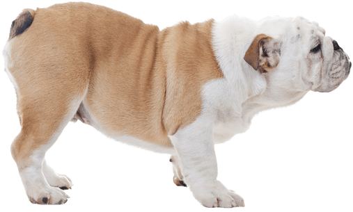 Appearance Of Bulldog - Australian Bulldog (567x489), Png Download