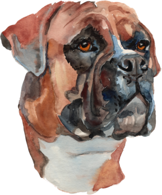 Dog - Boxer (319x384), Png Download