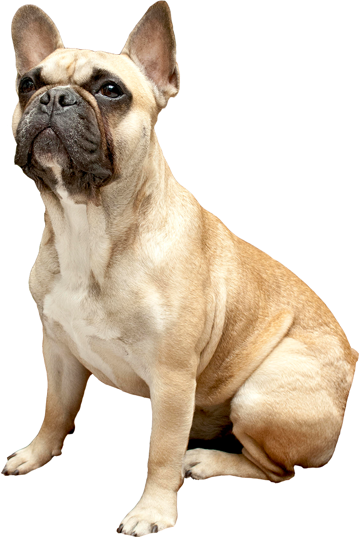 Cachorros Bulldog Francés México - Bulldog Francés Mascara Negra (960x1080), Png Download