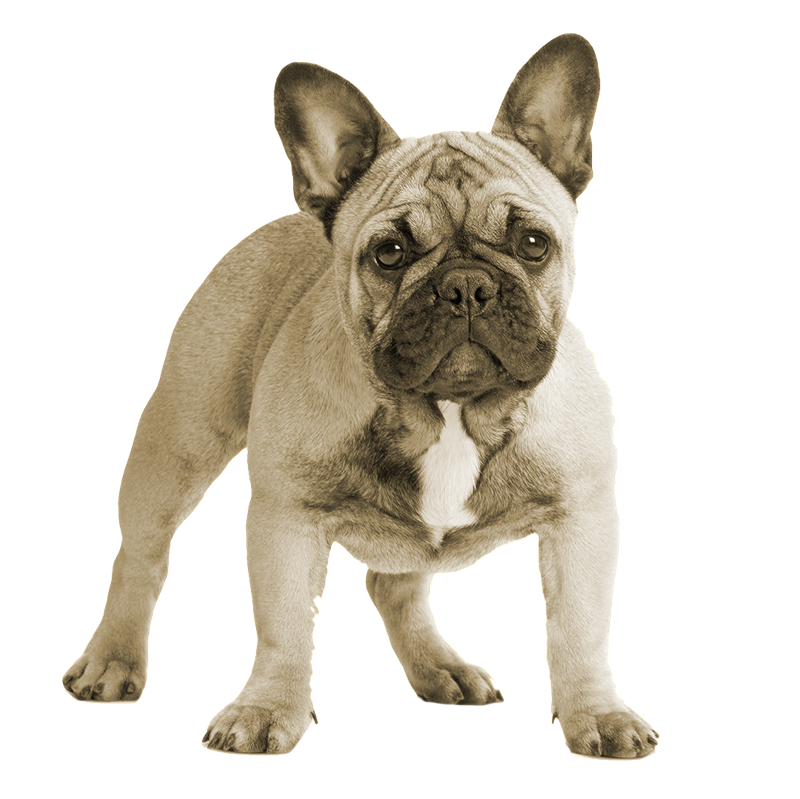 French Bulldog - Cute French Bulldog Png (800x799), Png Download