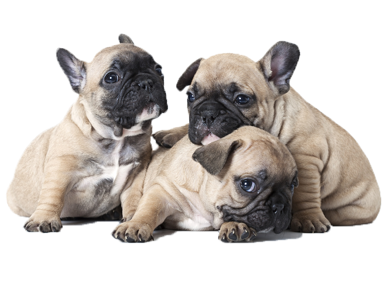 Cachorros Bulldog Frances - Cachorros Bulldog Frances Exoticos (786x710), Png Download