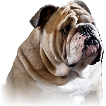 Home-1 - Old Bulldogs (370x367), Png Download