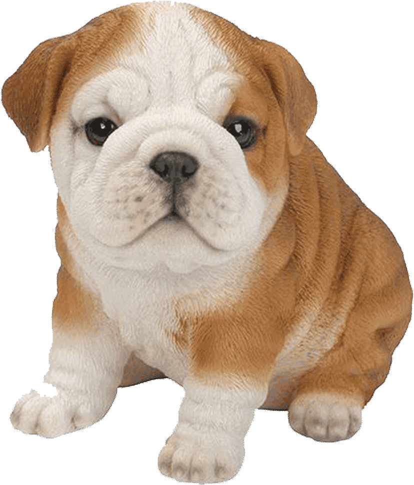 Bulldog Png Transparent Images - English Bulldog Puppy Png (1024x1024), Png Download
