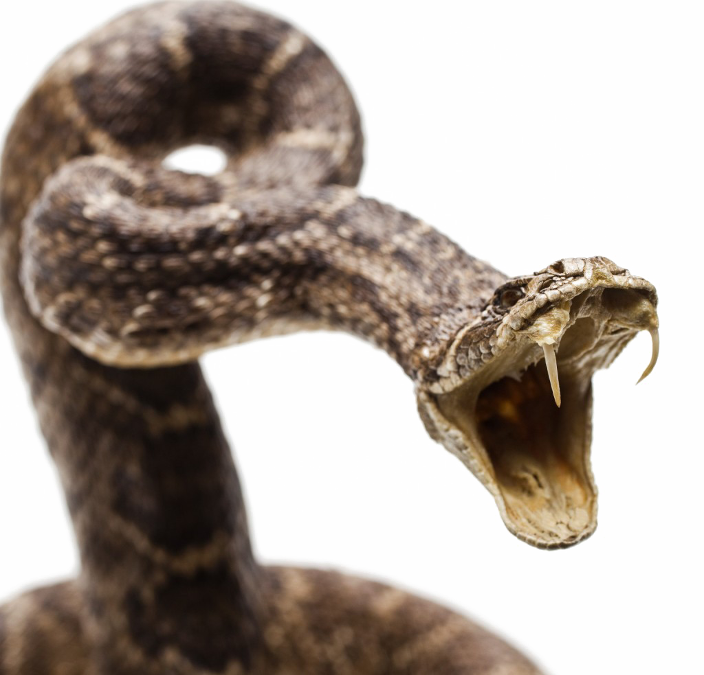 Diamondback Snake Png Image Background - Sink Your Teeth Into Reptiles [book] (1024x983), Png Download