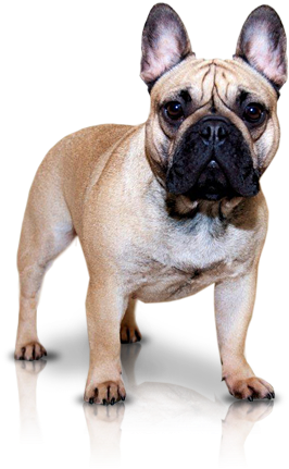 From Cookies Dream - Franse Bulldog Png Transparant (400x450), Png Download