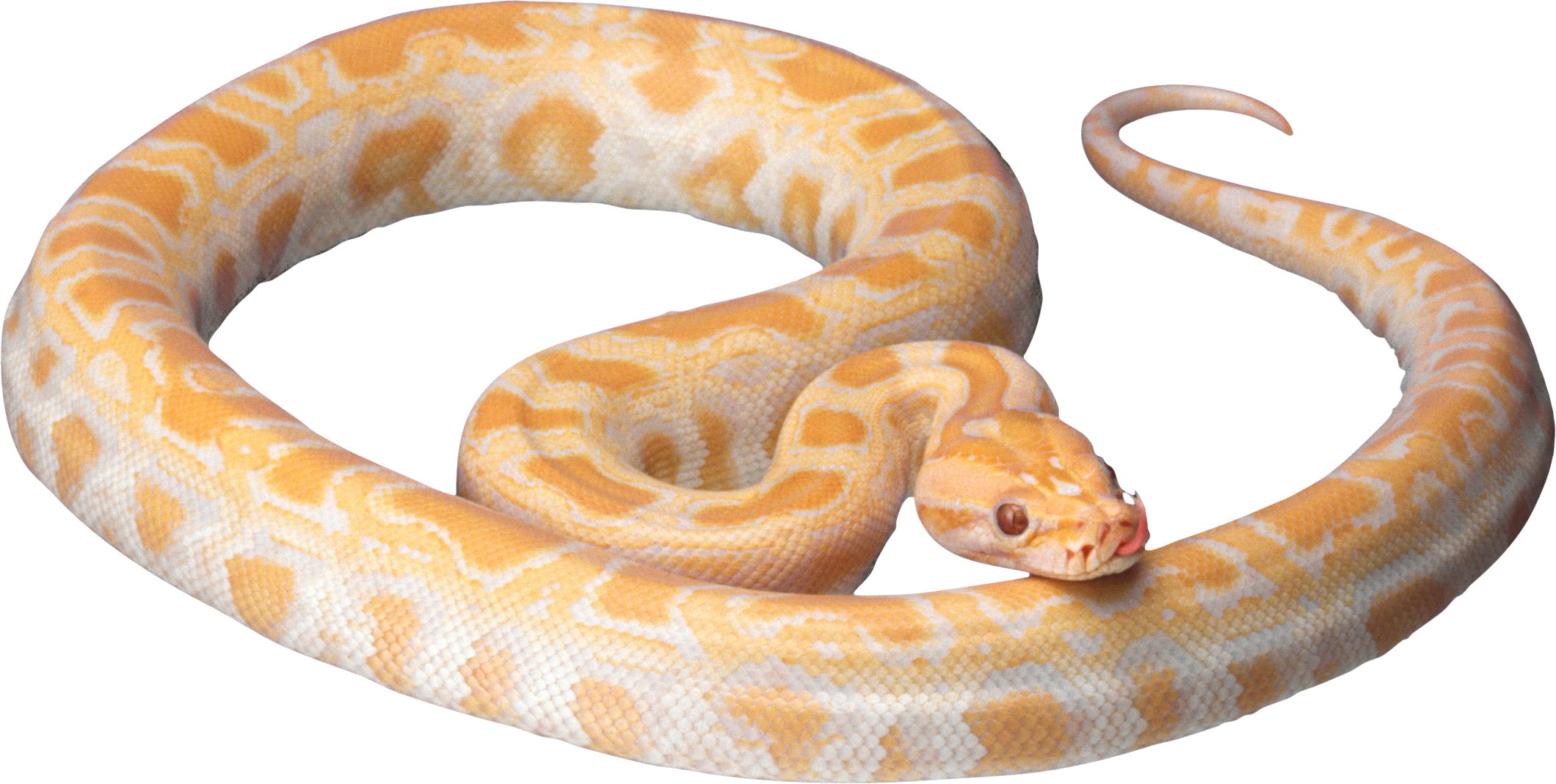 White Snake Png Image Picture Download Free - Snake Transparent (2120x1069), Png Download