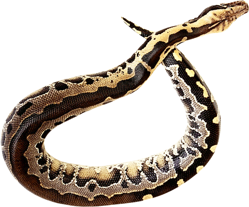 Transparent Snake Png (1000x880), Png Download