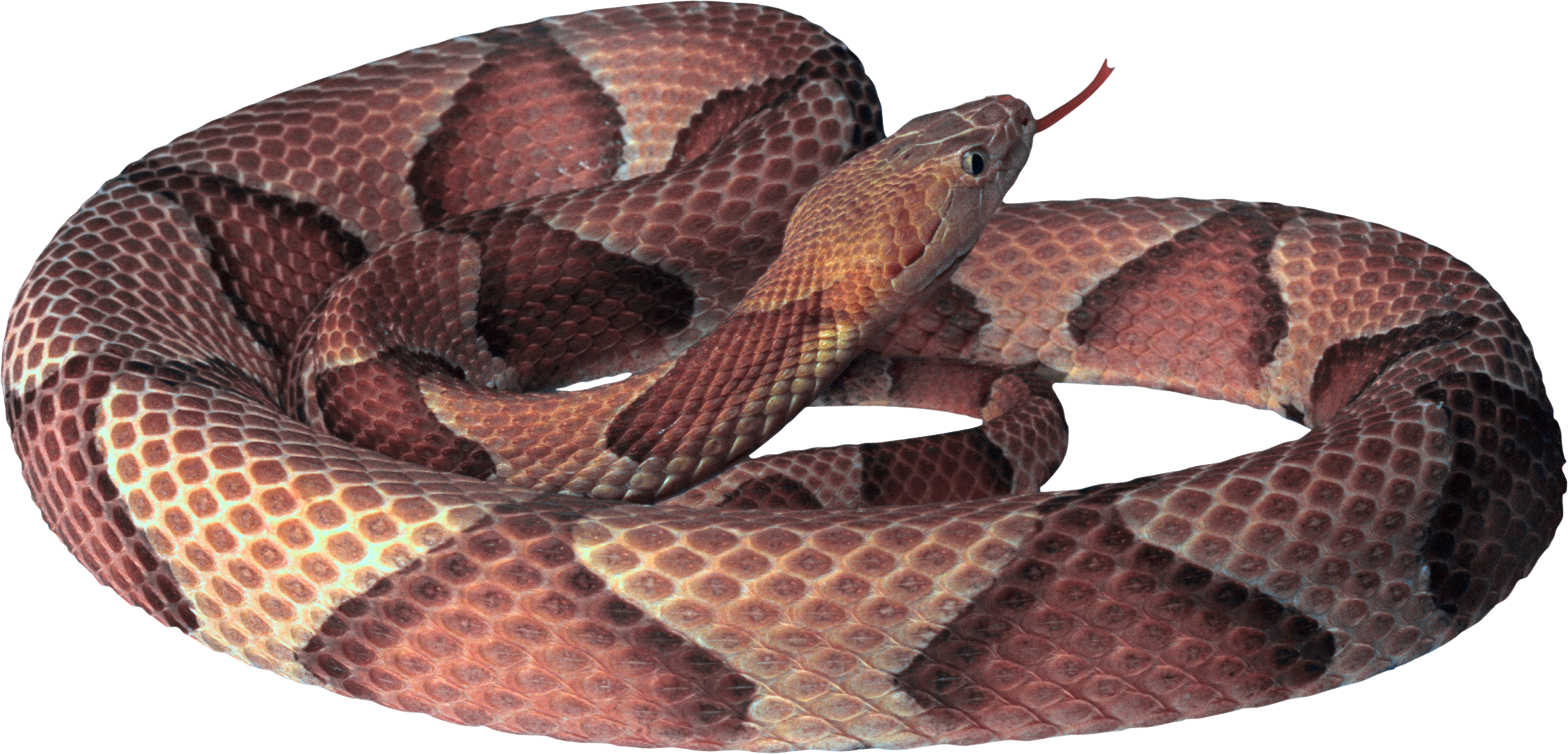 Snake - Copperhead Snake Png (2264x1089), Png Download