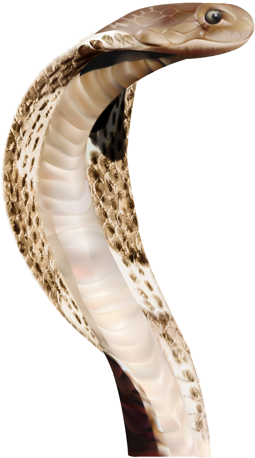 Snake Png Image Picture Download Free - Anaconda Png (700x1077), Png Download