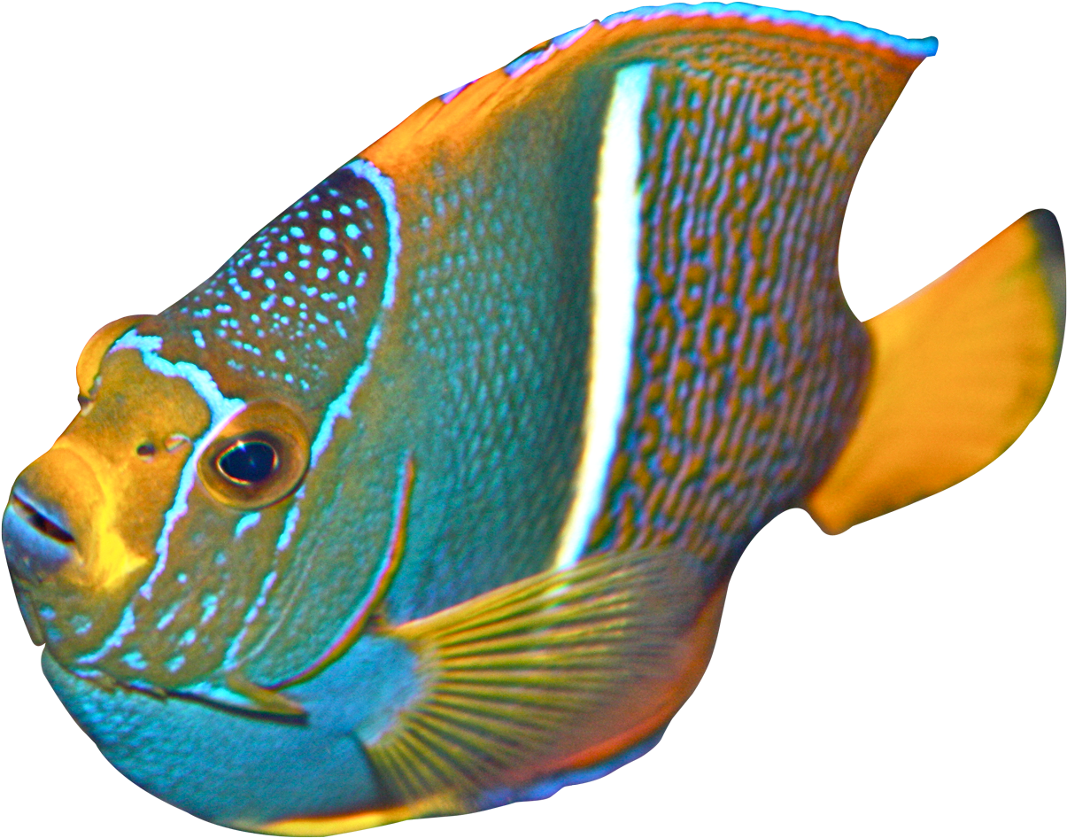Angelfish Png Transparent Image - Angelfish Png (1340x1115), Png Download