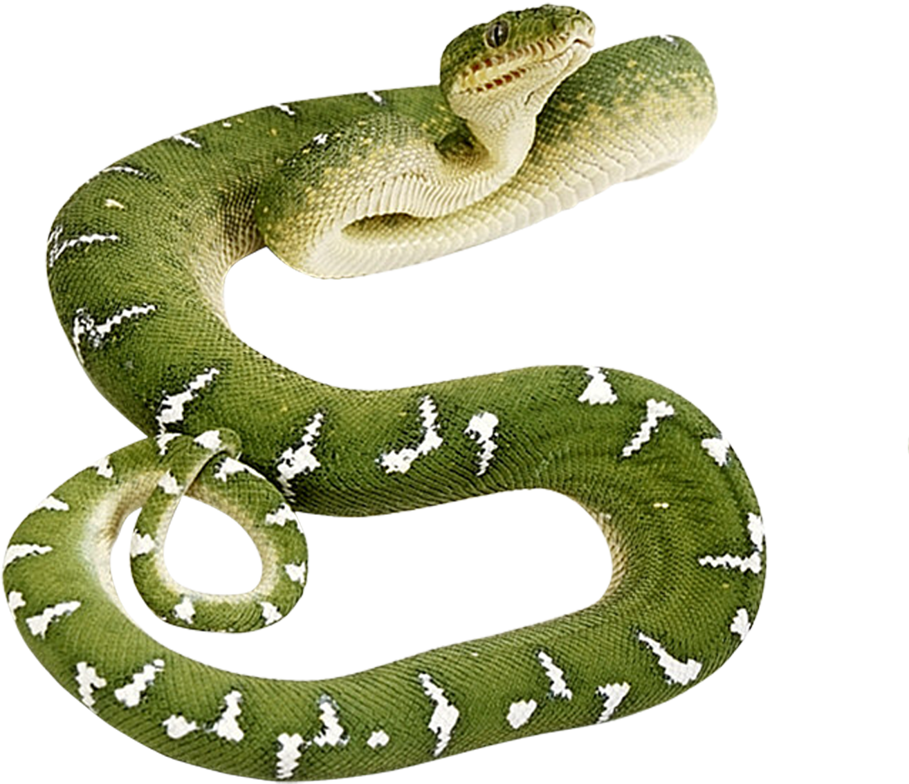 Green Snake Png - Green Snake Transparent Background (1496x1355), Png Download