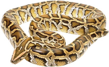 Snake Png Transparent Image - Snake Png (500x346), Png Download