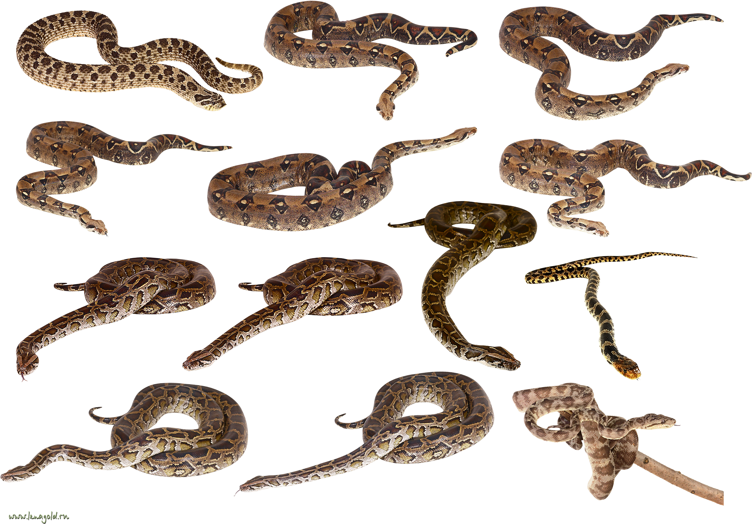 Snake Clip Art (1600x1121), Png Download