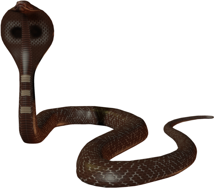 Cobra Png - Old Ayurvedic Pulse Analysis (885x903), Png Download