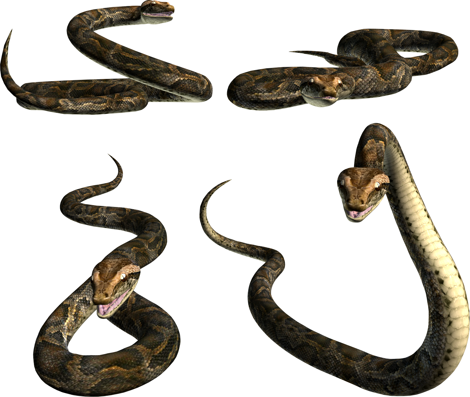 Snake Png Image Picture Download Free - Free Snake Psd (1496x1262), Png Download