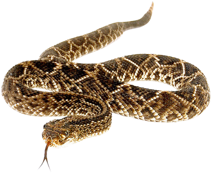 Snake Png Transparent Image - Eastern Diamondback Rattlesnake Png (500x431), Png Download
