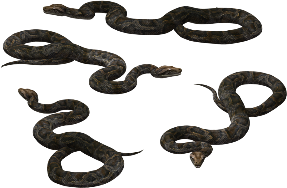 Black Rat Snake Vipers Reptile - Cobras (1024x645), Png Download