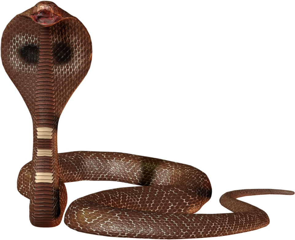 Cobra Png - Snake Images Png (1015x787), Png Download