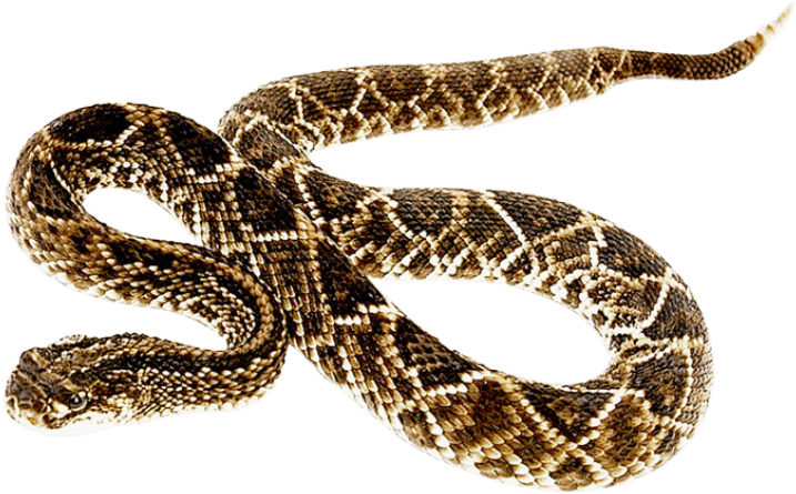 Free Png Snake Png Images Transparent - Water Snake Png Transparent (850x588), Png Download