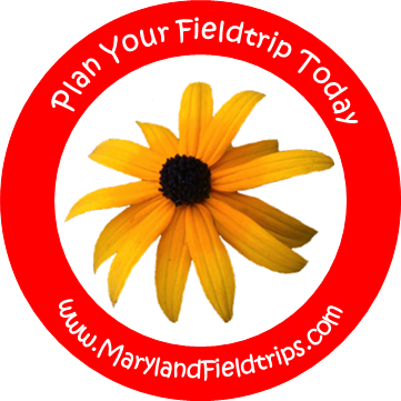 Black-eyed Susan (361x361), Png Download